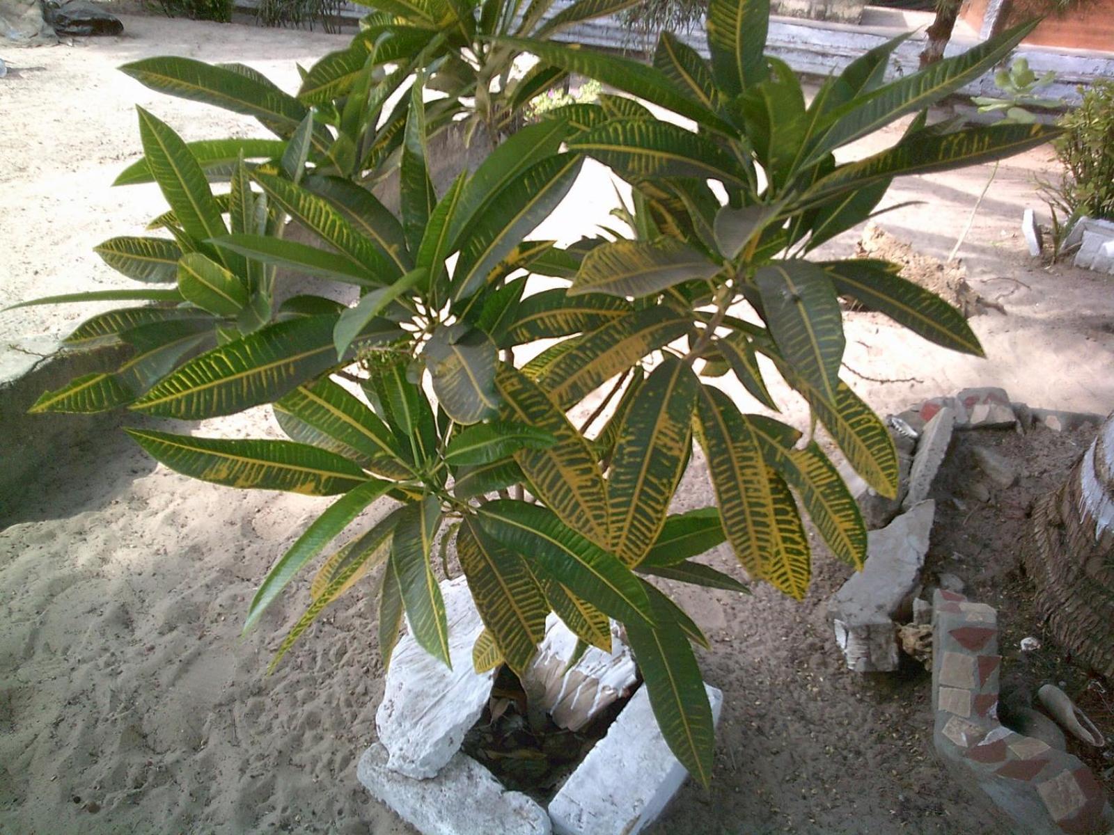 Mangrove Beach Sanyang エクステリア 写真